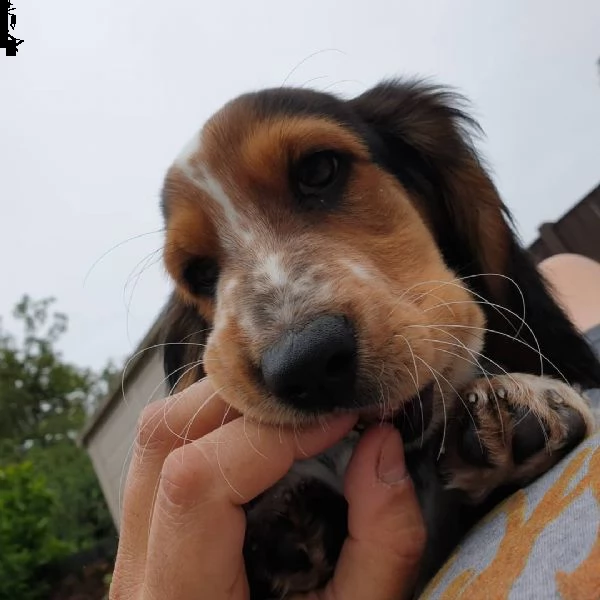 regala cuccioli di beagle