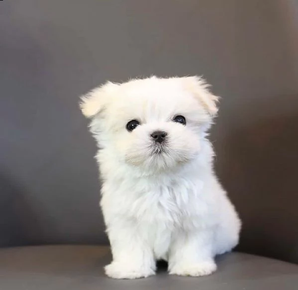 cucciolo maltese