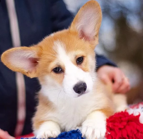 cucciolo corgi