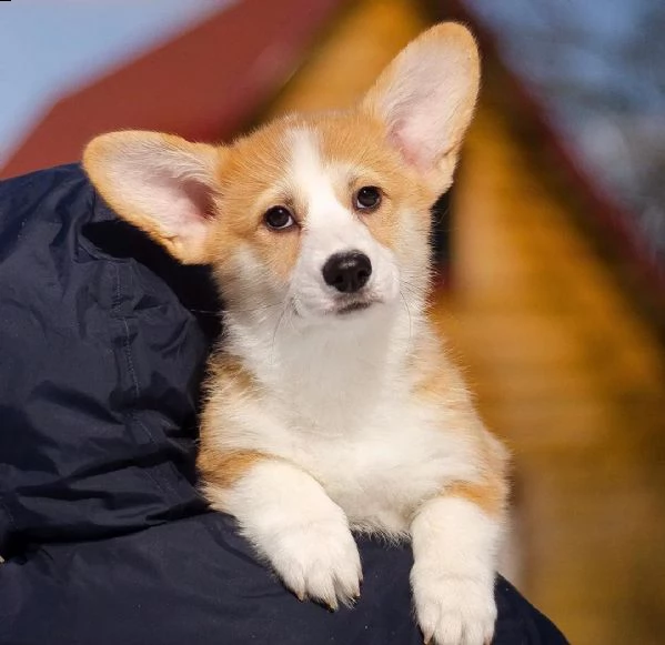 cucciolo corgi | Foto 0