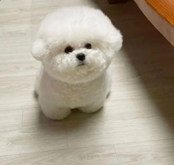 cucciolo bichon