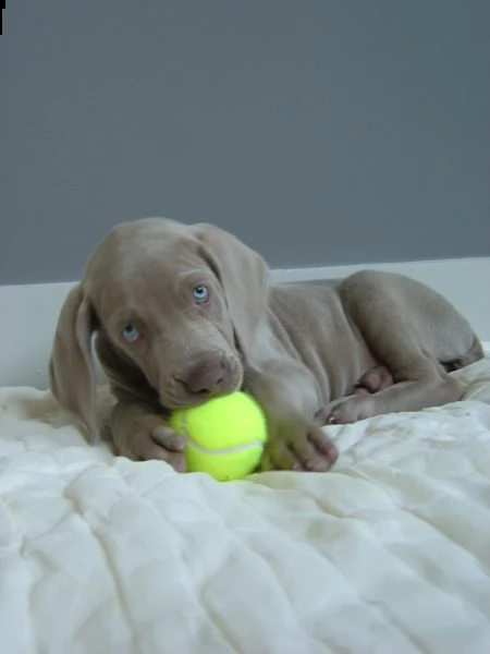 disponibili  cuccioli di weimaraner | Foto 1