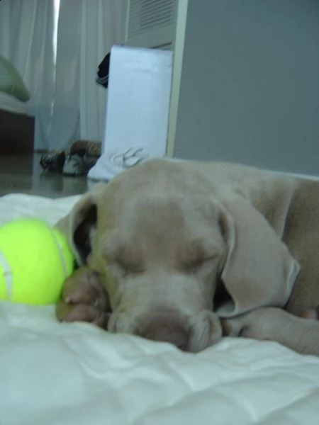 disponibili  cuccioli di weimaraner | Foto 0