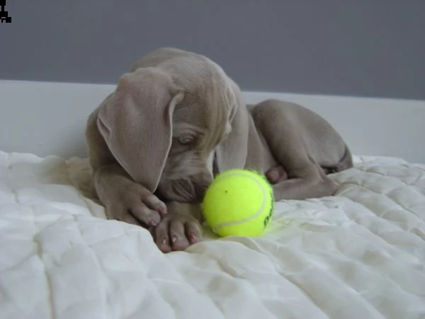 disponibili  cuccioli di weimaraner