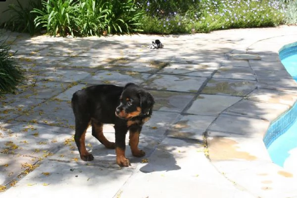 cuccioli di rottweiler | Foto 0