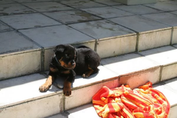 cuccioli di rottweiler