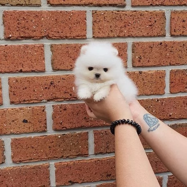 regalo pomeranian  | Foto 0