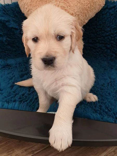 cuccioli di golden retriever | Foto 4