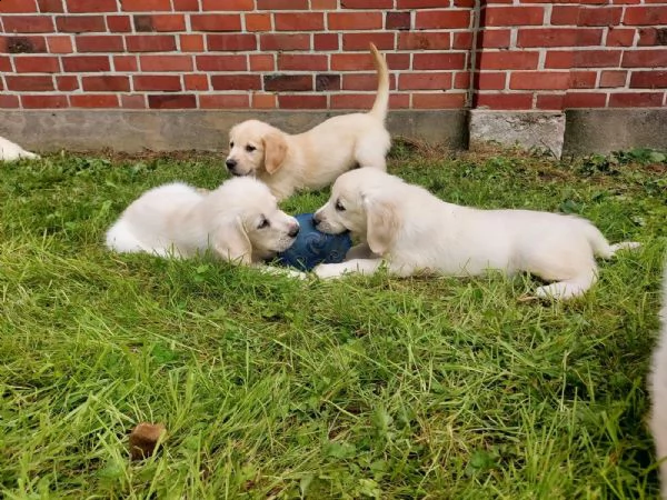 cuccioli di golden retriever