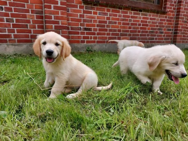 cuccioli di golden retriever | Foto 3