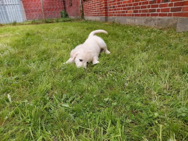 cuccioli di golden retriever | Foto 2