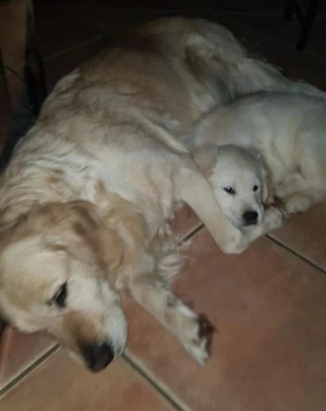 cuccioli di golden retriever | Foto 1