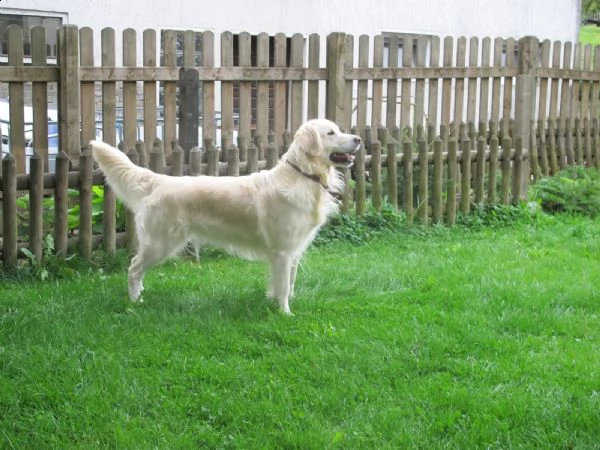 cuccioli di golden retriever | Foto 0