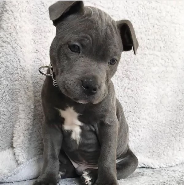 cucciolo pitbull