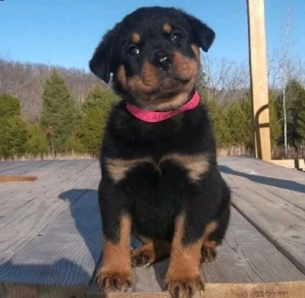 cucciolo rottweiler | Foto 0