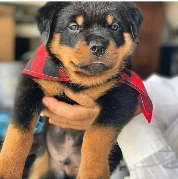 cucciolo rottweiler