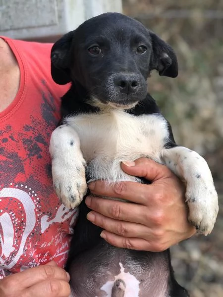 TOPOLINO e PAPERINO, maschi, 3 mesi, canile di Itri | Foto 1