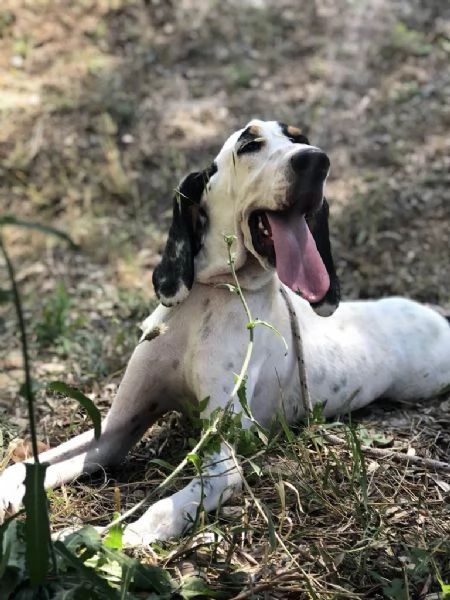 VITTORIO, maschio, 3 anni, canile di Itri | Foto 4