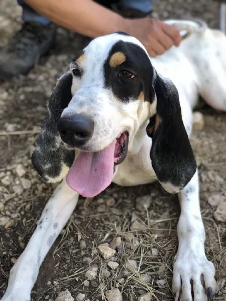 VITTORIO, maschio, 3 anni, canile di Itri | Foto 3