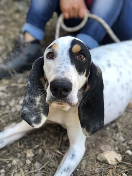 VITTORIO, maschio, 3 anni, canile di Itri | Foto 2