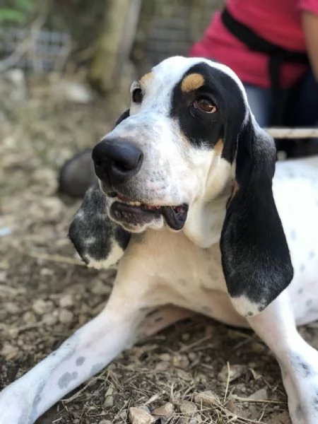 VITTORIO, maschio, 3 anni, canile di Itri | Foto 1