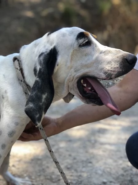 VITTORIO, maschio, 3 anni, canile di Itri | Foto 0