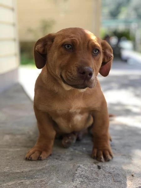 PETER, maschio, 4 mesi, canile di Itri | Foto 1