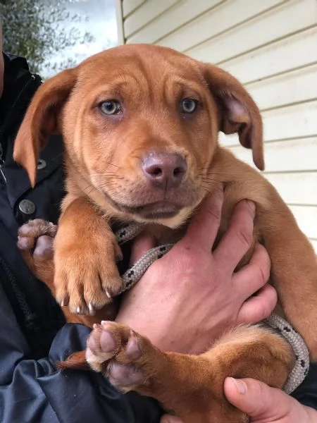 PETER, maschio, 4 mesi, canile di Itri | Foto 0