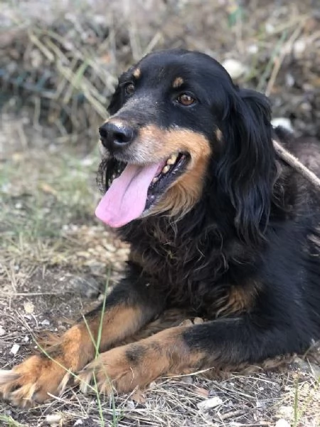 CICO, maschio, 10 anni, canile di Itri | Foto 4