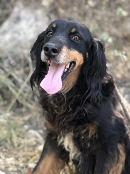 CICO, maschio, 10 anni, canile di Itri | Foto 0