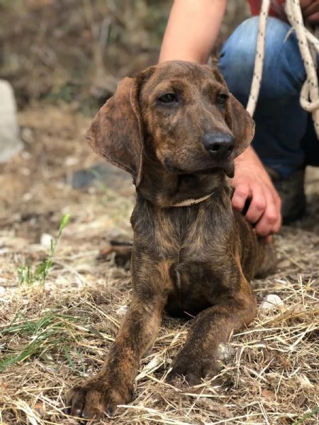 OSCAR, maschio, 4 mesi, canile di Itri