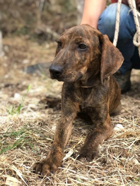 OSCAR, maschio, 4 mesi, canile di Itri | Foto 4