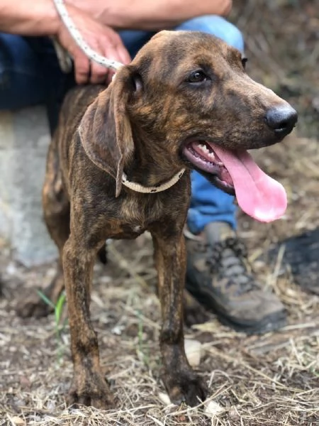 OSCAR, maschio, 4 mesi, canile di Itri | Foto 3