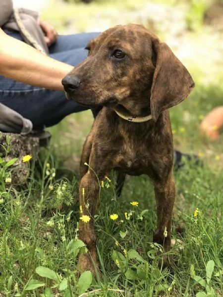 OSCAR, maschio, 4 mesi, canile di Itri | Foto 2