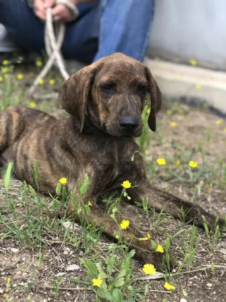 OSCAR, maschio, 4 mesi, canile di Itri | Foto 1