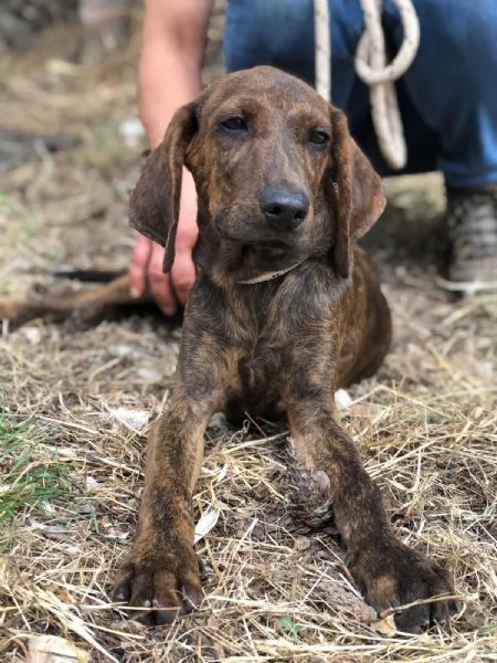 OSCAR, maschio, 4 mesi, canile di Itri | Foto 0