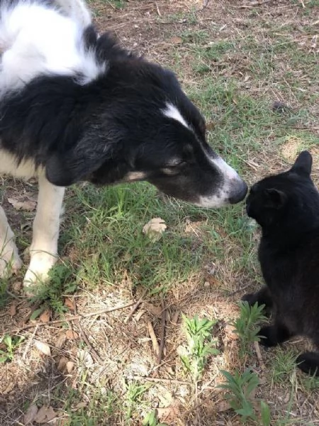 GIANDUIOTTO, maschio, 15 mesi, canile di Itri | Foto 3