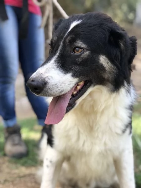 GIANDUIOTTO, maschio, 15 mesi, canile di Itri | Foto 2