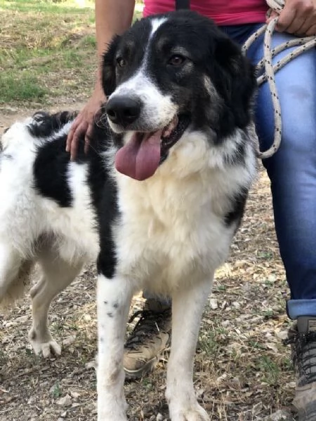 GIANDUIOTTO, maschio, 15 mesi, canile di Itri | Foto 0