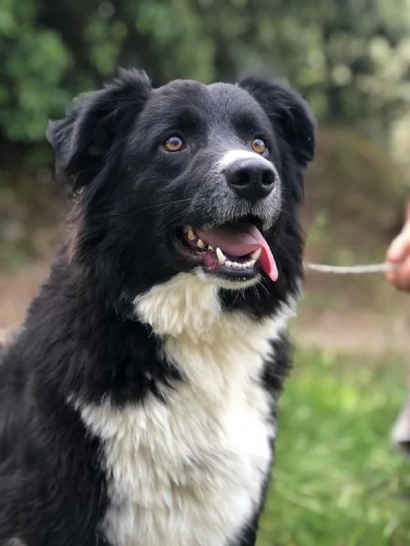 Adottata, SHIVA, femmina, 2 anni, canile di Itri | Foto 3