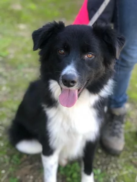 Adottata, SHIVA, femmina, 2 anni, canile di Itri | Foto 0