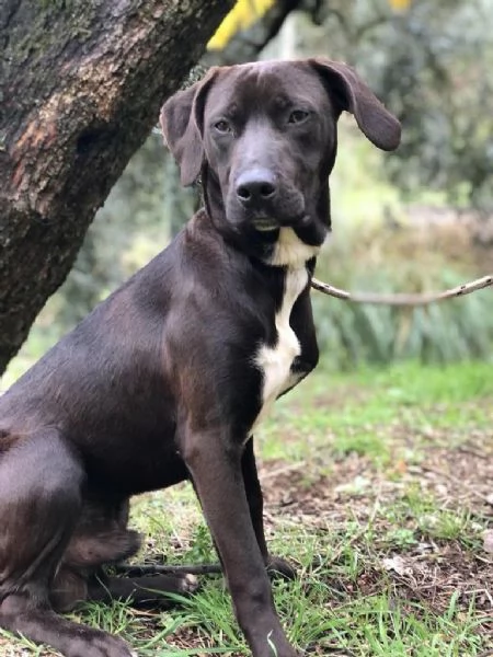 CACAO, maschio,  9 mesi, canile di Itri | Foto 4