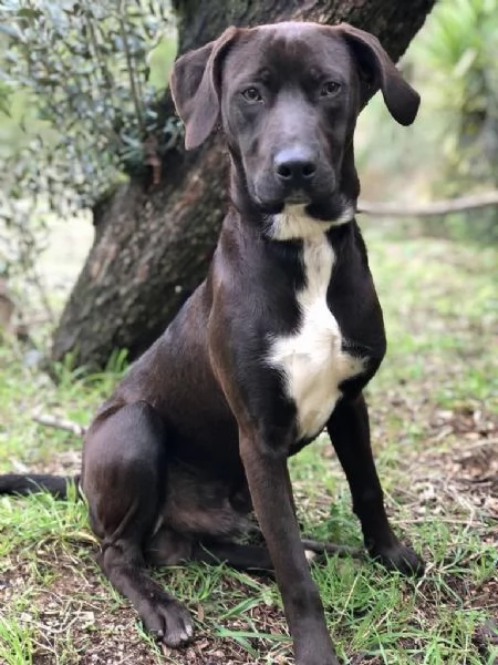 CACAO, maschio,  9 mesi, canile di Itri | Foto 3