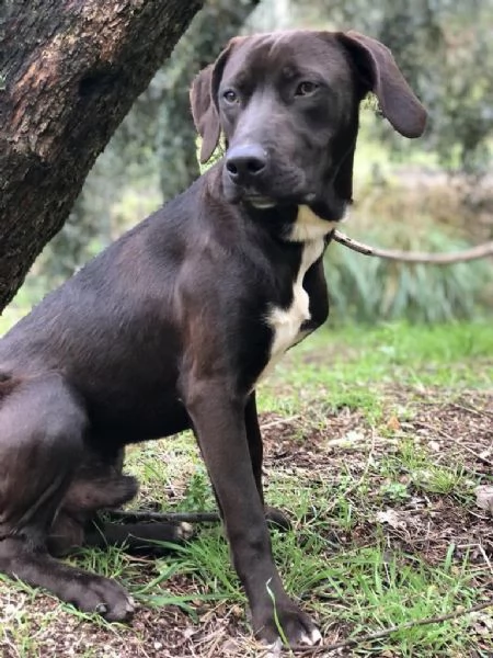 CACAO, maschio,  9 mesi, canile di Itri | Foto 0