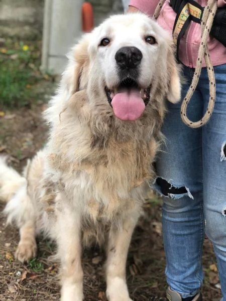 Adottato-EVEREST, maschio, 6 anni, canile di Itri