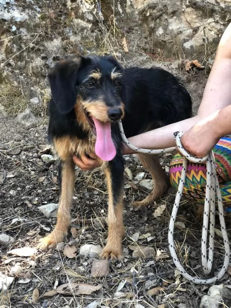 JASMINE, femmina, 13 mesi, canile di Itri | Foto 0