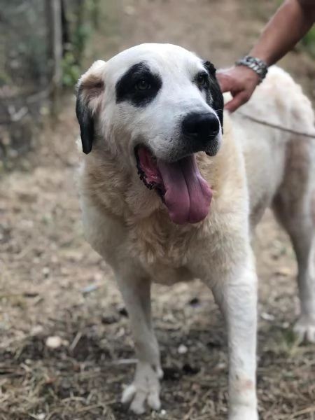 PRINCIPE, maschio, 9 anni, canile di Itri | Foto 0