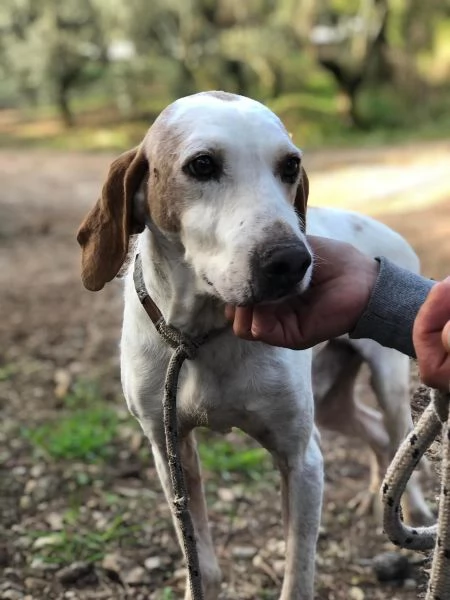 PLUTO, maschio,  8 anni, canile di Itri | Foto 2