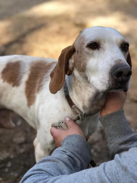 PLUTO, maschio,  8 anni, canile di Itri | Foto 1