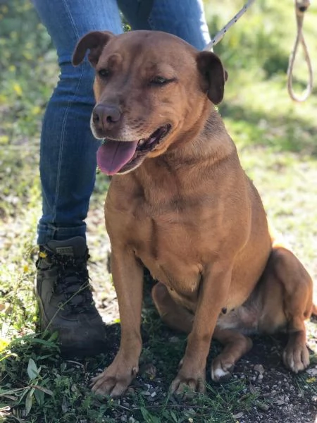 AURORA, femmina, 2 anni, canile di Itri